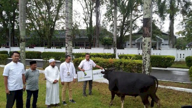 Bupati Sinjai Sumbangkan 8 Ekor Hewan Kurban pada Tahun Ini
