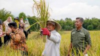 Gubernur, Bupati dan Warga Panen Padi Mandiri Benih di Tanralili Maros