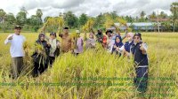Bantuan Mandiri Benih Mulai Panen di Bone, Petani Berterima Kasih ke Gubernur