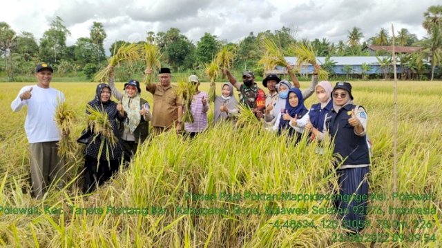Bantuan Mandiri Benih Mulai Panen di Bone, Petani Berterima Kasih ke Gubernur