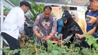 Walikota Kunjungi Lorong Wisata Haderslev Maloku, Minta Camat dan Lurah Kompak