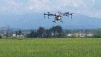 Kreatif, PPL Luwu Utara Ini Gunakan Drone untuk Pemupukan Padi