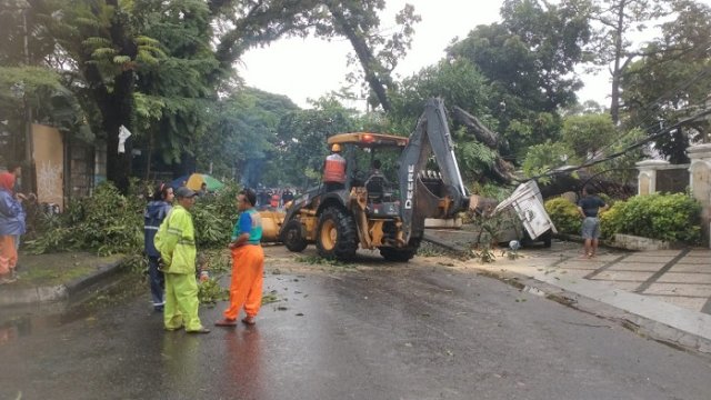 Terdengar Suara “Krekk”, Tiba-tiba Pohon Tumbang Timpa 2 Mobil di Makassar