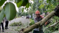 Pohon Tumbang di Yos Sudarso Bone, Tim SAR Yon C Pelopor Lakukan Evakuasi Cepat