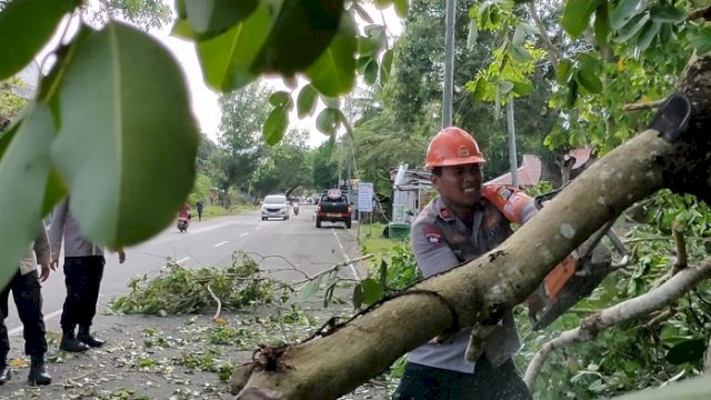 Pohon Tumbang di Yos Sudarso Bone, Tim SAR Yon C Pelopor Lakukan Evakuasi Cepat