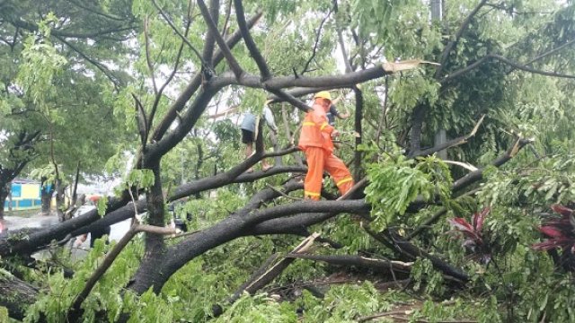 Dua Orang di Makassar Meninggal Dunia Tertimpa Pohon Tumbang