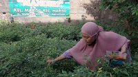 Manfaatkan Lahan Tidur, Warga Mariso Panen Cabai dan Hasilkan Rp 500 Ribu per Bulan