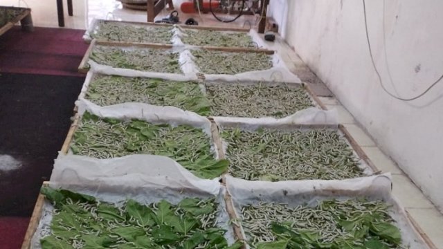 Kokon sutera di Wajo yang terproduksi saat ini telah berjalan lancar dan per periodik atau dalam waktu 21 hari telah dapat menghasilkan 125 kg kokon.