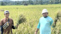 Berkat Program SRI Organik, Hasil Panen Binaan PT Vale di Desa Lamedai Melimpah