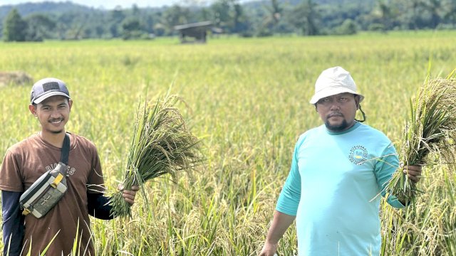 Berkat Program SRI Organik, Hasil Panen Binaan PT Vale di Desa Lamedai Melimpah