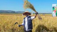 Bersama Petani, Gubernur Andi Sudirman Panen dan Tanam Mandiri Benih Padi di Maros