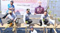 Pemprov Masif Tanam Mangrove di Wilayah Pesisir Sulsel di Era Gubernur Andi Sudirman