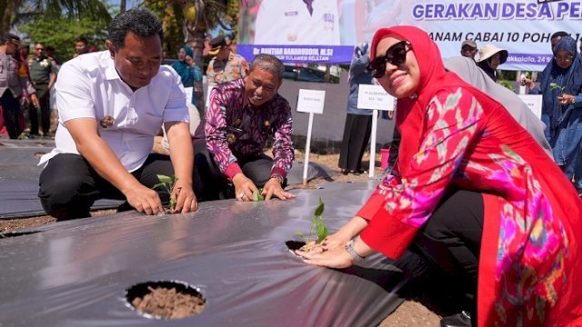 Pj Ketua TP PKK Sulsel Mulai Gerakan Tanam Cabai di Kabupaten Wajo