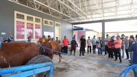 Kunjungan ke Pucak Maros, Bahtiar Dorong Inseminasi Buatan Tingkatkan Populasi Ternak