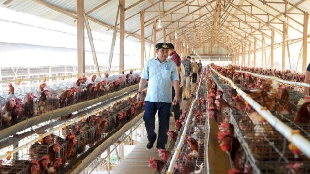 Pj Gubernur Bahtiar Kunjungi Peternakan Ayam dan Kambing di Gowa