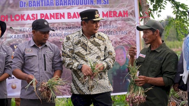 Pj Gubernur Sulsel, Bahtiar Baharuddin panen raya bawang merah di Enrekang, Selasa (7/11/2023).