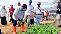 Buka Lapangan Kerja Baru, Warga Mare Dipekerjakan di Sentra Pembibitan Pisang Cavendish Bone
