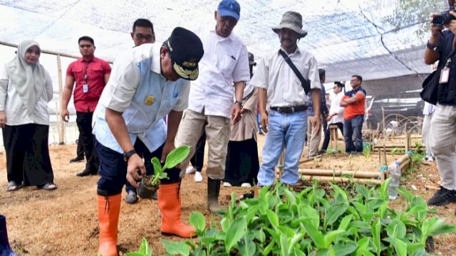 Buka Lapangan Kerja Baru, Warga Mare Dipekerjakan di Sentra Pembibitan Pisang Cavendish Bone