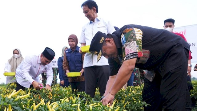 Upaya Tekan Inflasi, Pemprov Sulsel dan Pemkab Wajo Kompak Panen Raya Cabe