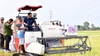 Petani Pinrang Panen Padi di Musim Kemarau, Bahtiar Optimistis Surplus 2 Juta Ton Beras Tercapai