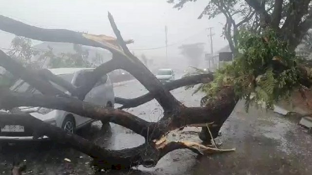 Sejumlah Pohon Tumbang Saat Hujan-Angin Kencang di Makassar, Timpa 2 Mobil
