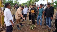 Tanam Beragam Jenis Hortikultura, Pj Gubernur Bahtiar Kunjungi Desa Damai di Sidrap