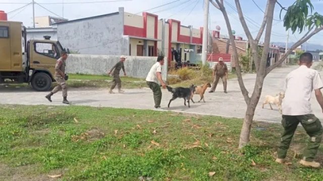 Sejumlah Ternak Diamankan Satpol PP karena Berkeliaran di Dalam Kota Sinjai