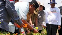 Ikut Tanam dan Panen Cabai di Wajo, Kapolda Tegaskan Dukung Program Pemprov Sulsel