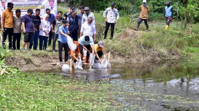 20 Ribu Bibit Ikan Nila Kembali Ditebar di Bone