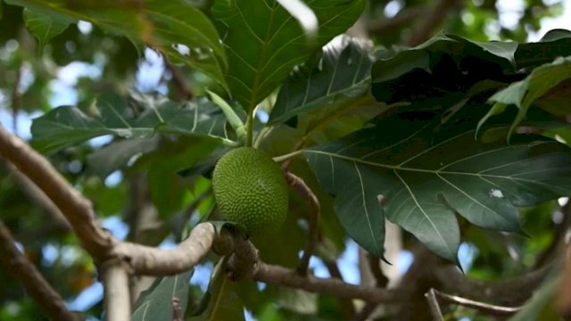 Budidaya Hortikultura Turut Bantu Sektor Peternakan, Limbah Vegetasi untuk Pakan