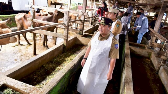 Tingkatkan Populasi, 45 Sapi Lokal Diinseminasi Gunakan Sperma Simental dan Limosine