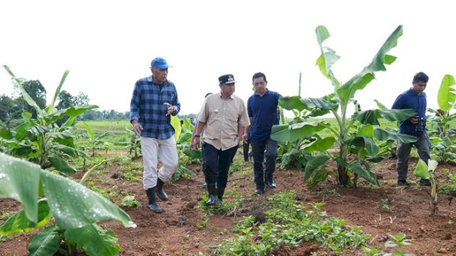 Empat Bulan Lagi Pisang Cavendish di Mare Akan Dipanen
