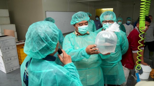 Pemprov Sulsel dan PT Bomar Kembangkan Benur Udang untuk Warga Pesisir