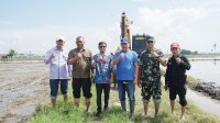 Tanam Perdana Padi Tandai Optimasi Lahan Rawa di Sidrap