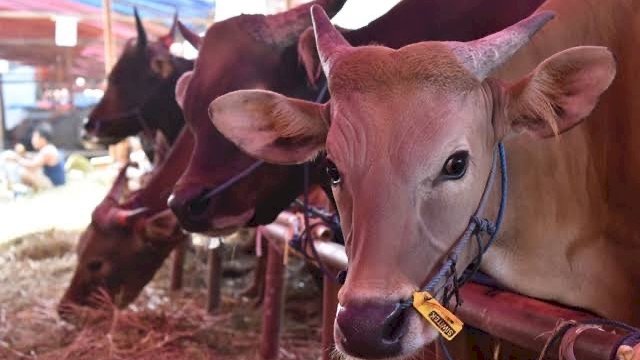 Hari Raya Iduladha, Pj Bupati dan Sekda Sinjai Sumbang Masing-masing Satu Ekor Sapi