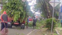 Jaga Keindahan Kota dan Keselamatan Warga, DLHK Sinjai Lakukan Pemangkasan Pohon
