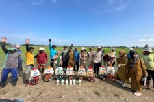 Kementan Gaspol Tangani Hama Padi di Pinrang, 5.000 Hektare Diselamatkan