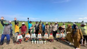 Kementan Gaspol Tangani Hama Padi di Pinrang, 5.000 Hektare Diselamatkan