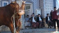 Pemkot Makassar Distribusikan 7.261 Sapi dan 402 Kambing Kurban, Appi: Disalurkan Harus Jujur dan Adil