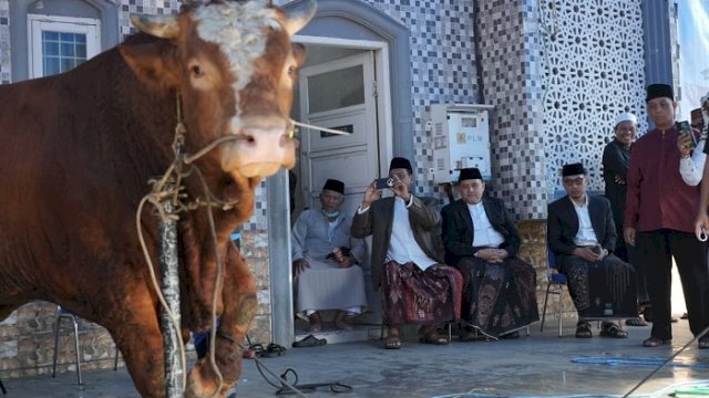 Pemkot Makassar Distribusikan 7.261 Sapi dan 402 Kambing Kurban, Appi: Disalurkan Harus Jujur dan Adil