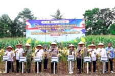 Panen Raya Jagung, Kapolda Sulsel Dorong Ketahanan Pangan Nasional di Pangkep