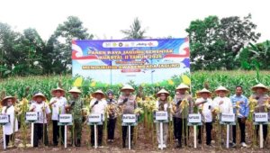 Panen Raya Jagung, Kapolda Sulsel Dorong Ketahanan Pangan Nasional di Pangkep