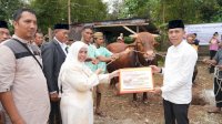 Sapi Kurban Bantuan dari Presiden untuk Sinjai Berbobot Fantastis, Beratnya 1 Ton Lebih