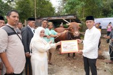 Sapi Kurban Bantuan dari Presiden untuk Sinjai Berbobot Fantastis, Beratnya 1 Ton Lebih