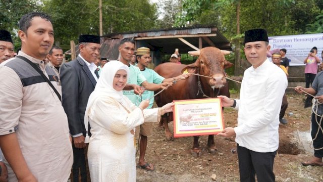 Sapi Kurban Bantuan dari Presiden untuk Sinjai Berbobot Fantastis, Beratnya 1 Ton Lebih