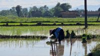 Kementan Akselerasi Tanam Serentak 50 Ribu Hektare untuk Jaga Produksi Pangan Nasional