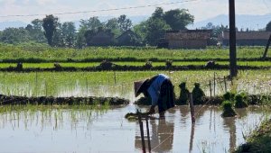 Kementan Akselerasi Tanam Serentak 50 Ribu Hektare untuk Jaga Produksi Pangan Nasional